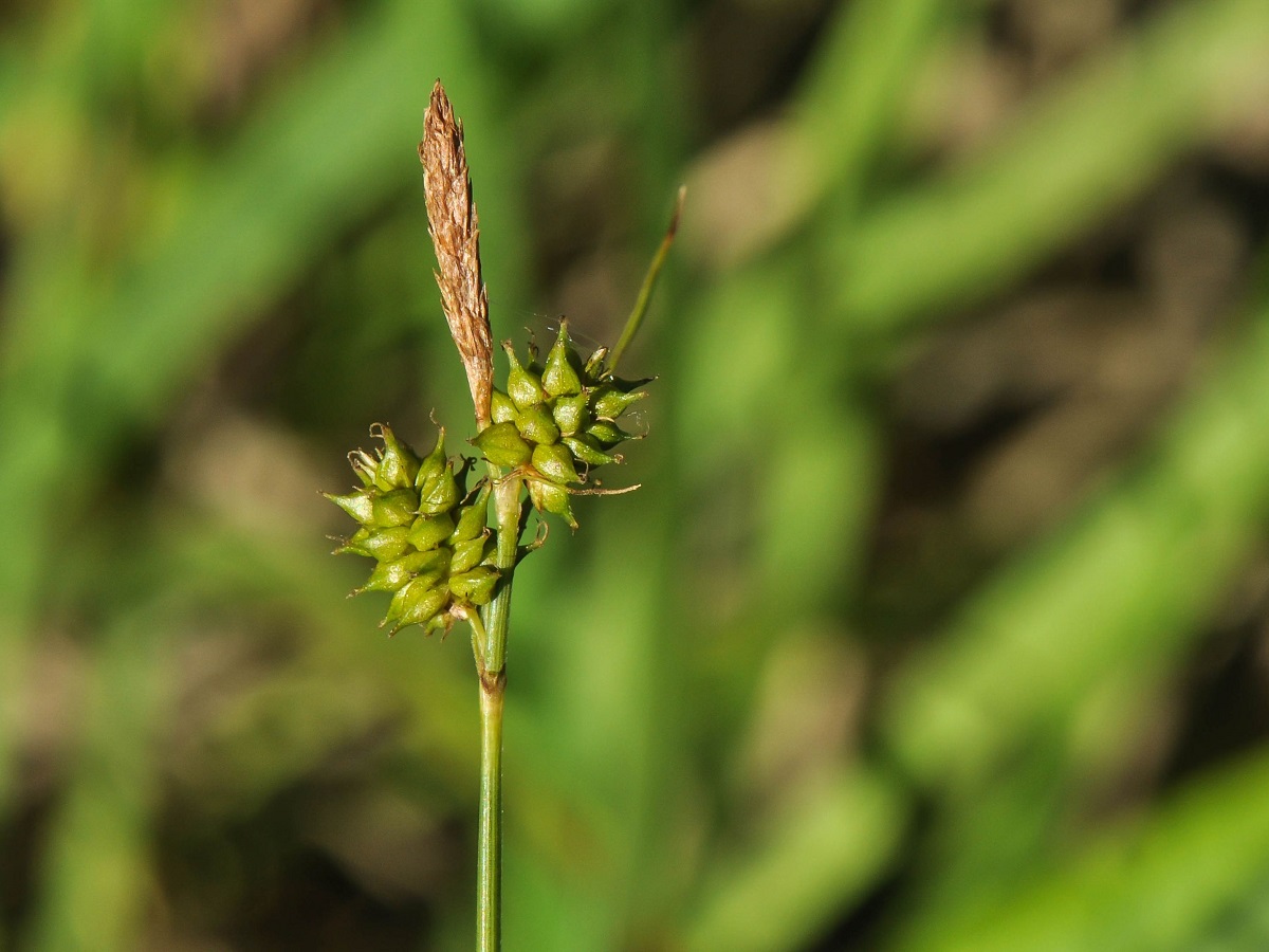 Carex mairei (Cyperaceae)